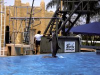 Florida - Tampa - Busch Gardens - Dolphins